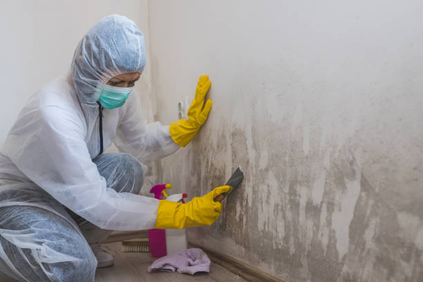 Best Mold Removal Process  in Mcgregor, FL